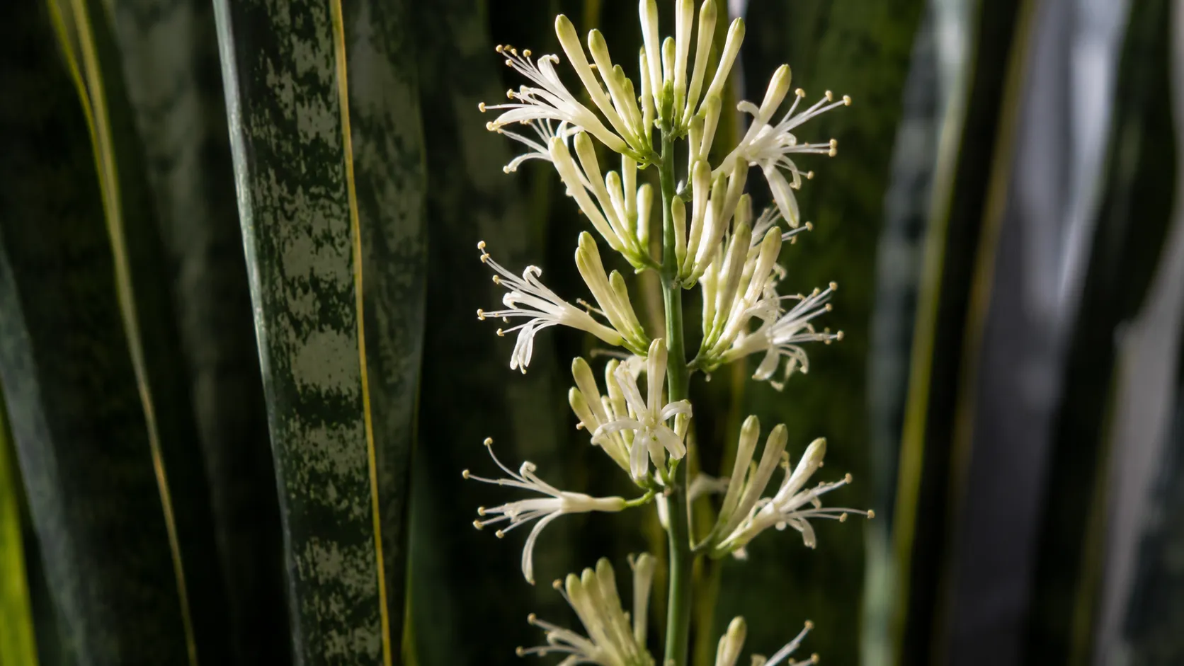Bogenhanf Blüte: Warum er fast nie blüht – und was es bedeutet, wenn er es doch tut